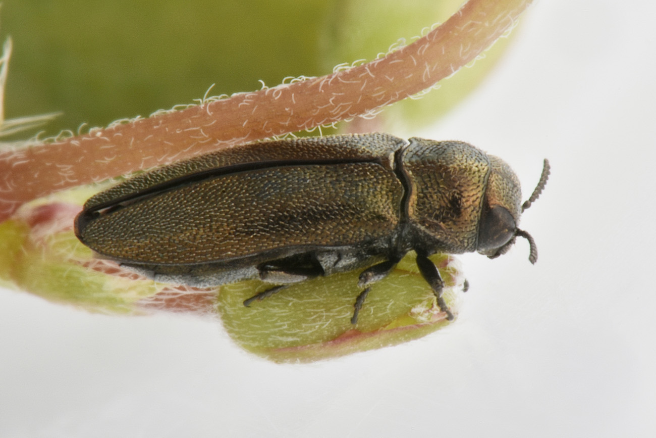 Buprestidae: Coraebus sp.?  S, Coraebus elatus elatus